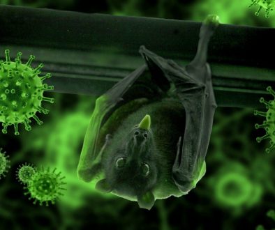 Nipha virus1