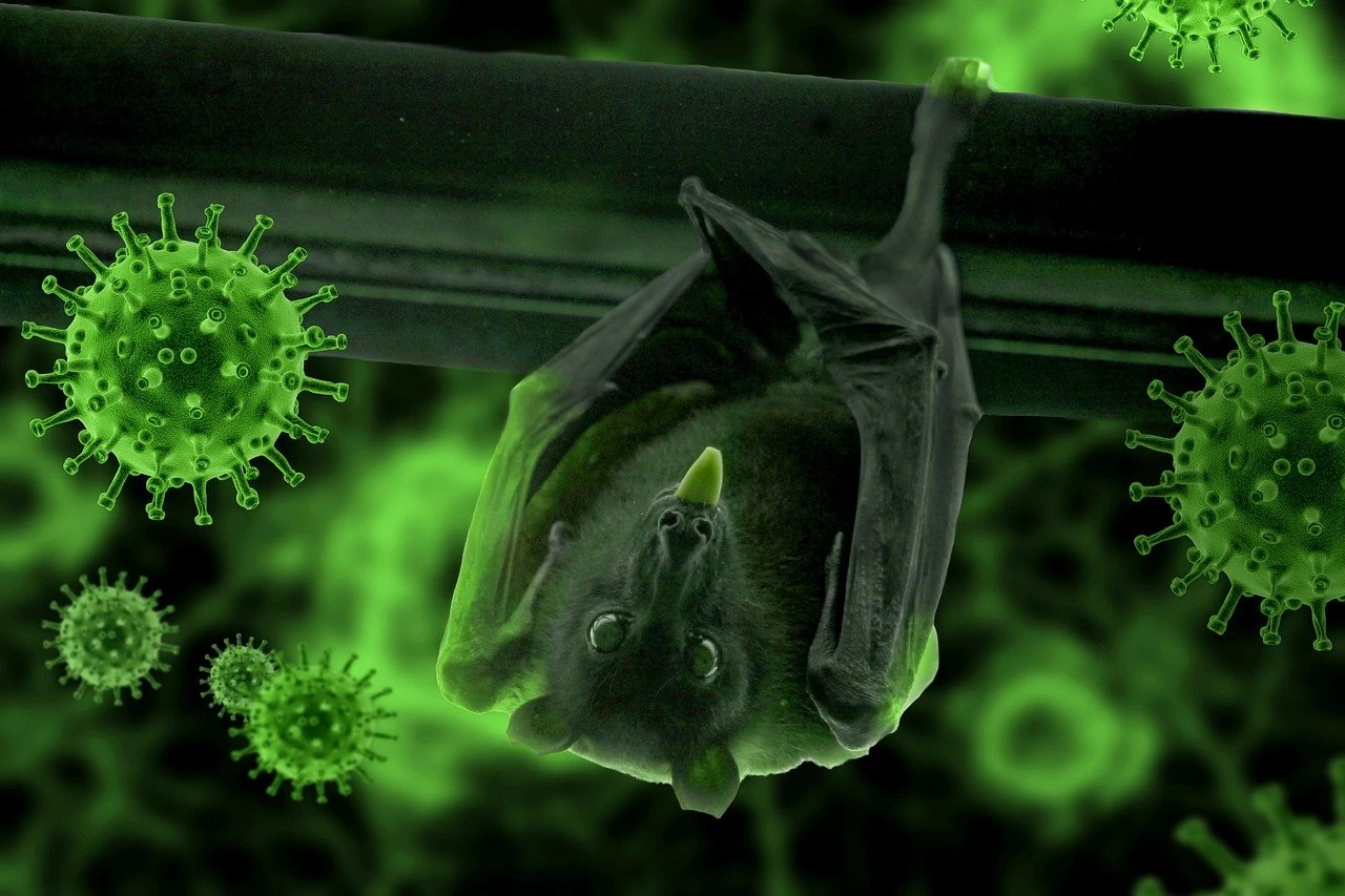 Nipha virus1
